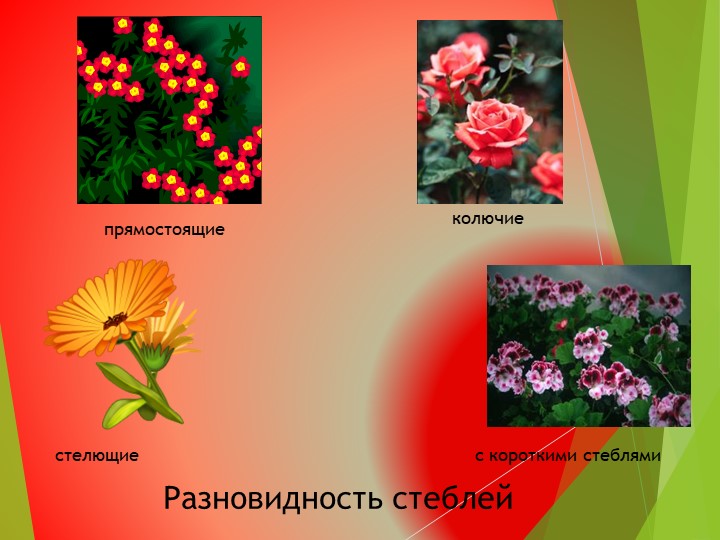 Презентация на тему:"Развитие общих познавательных способностей. Цветы", дошкольное образование"