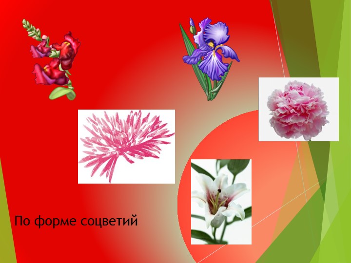 Презентация на тему:"Развитие общих познавательных способностей. Цветы", дошкольное образование"
