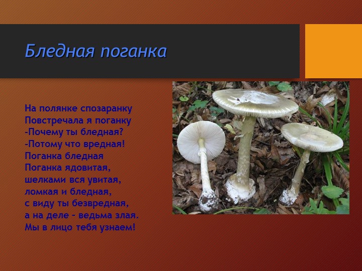 Презентация на тему:"Съедобные и несъедобные грибы"