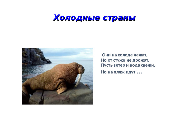 Презентация на тему: "Животные холодных и жарких стран"