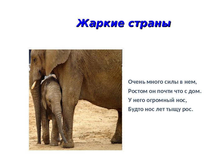 Презентация на тему: "Животные холодных и жарких стран"