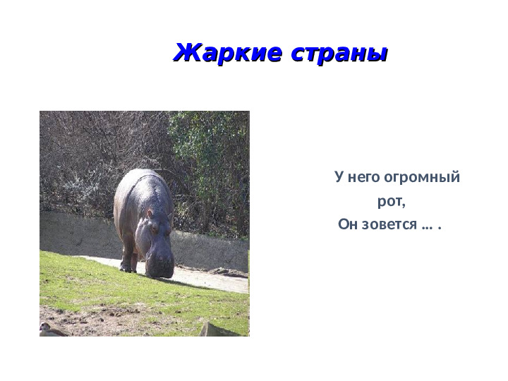 Презентация на тему: "Животные холодных и жарких стран"