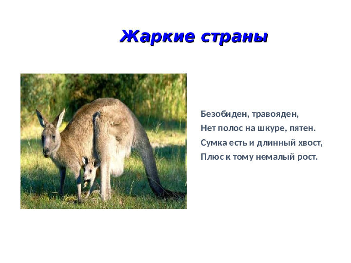 Презентация на тему: "Животные холодных и жарких стран"