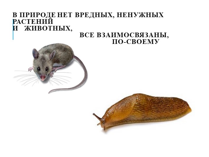 Презентация на тему"Мы в ответе за природу"
