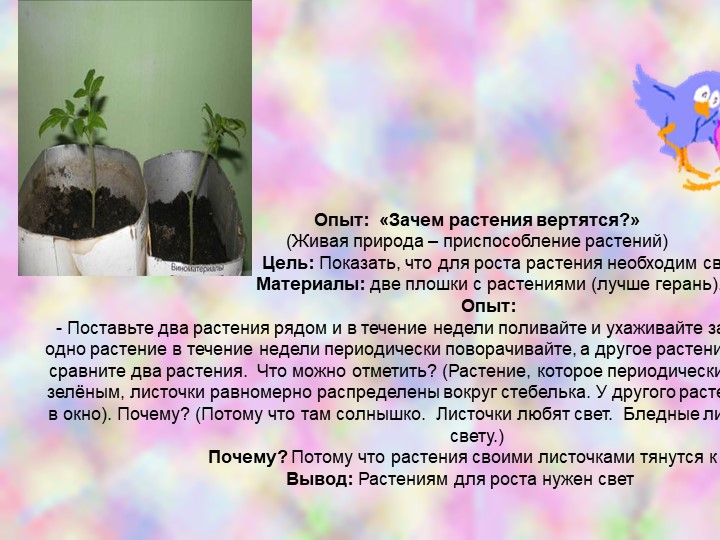 Презентация по познавательному развитию