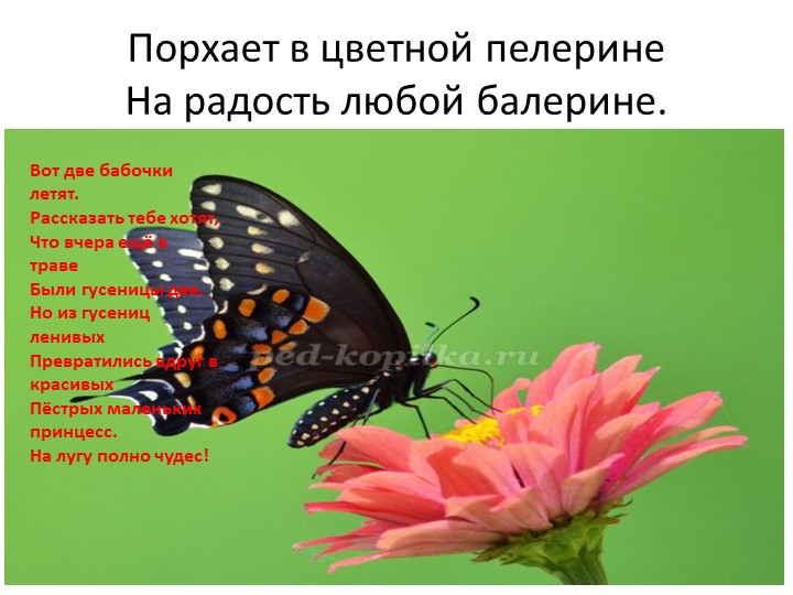 Презентация "Насекомые" для детей дошкольного возраста по Познавательному развитию
