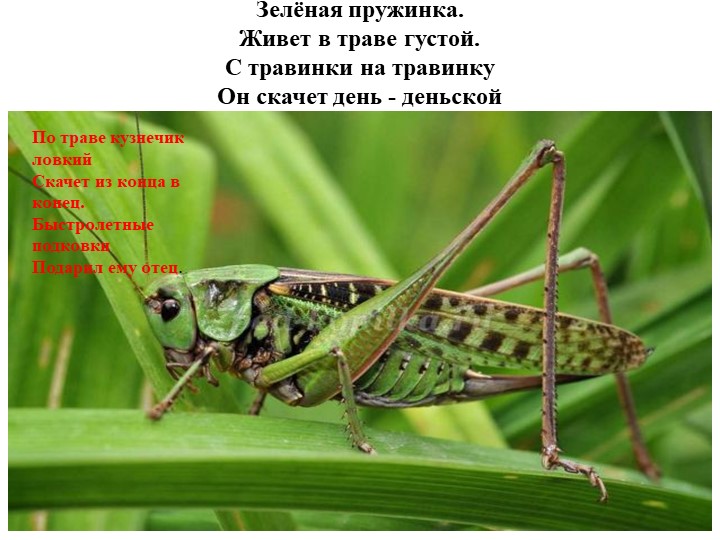 Презентация "Насекомые" для детей дошкольного возраста по Познавательному развитию