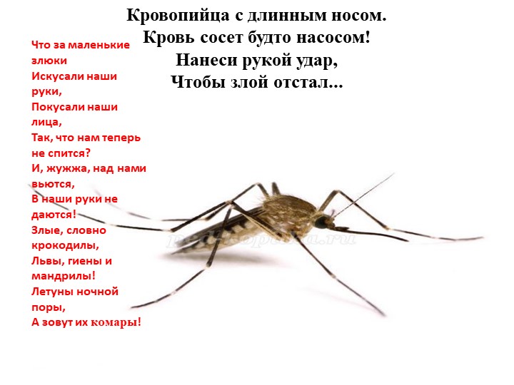Презентация "Насекомые" для детей дошкольного возраста по Познавательному развитию