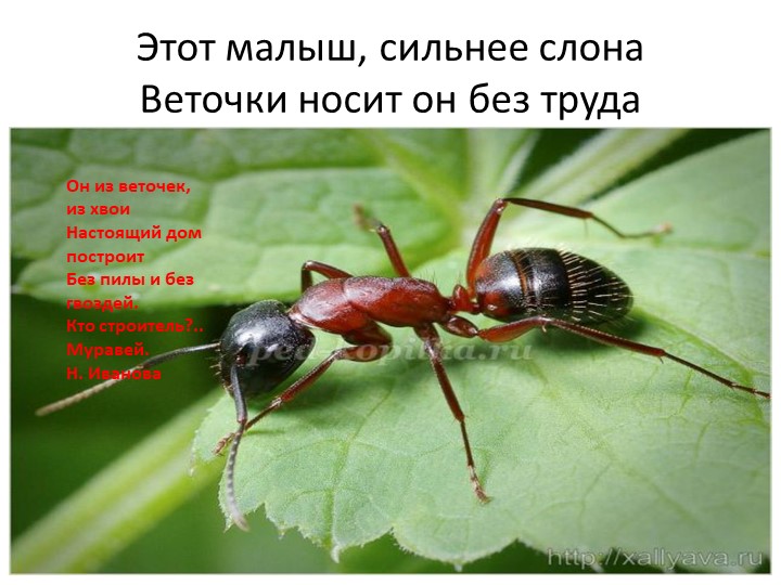 Презентация "Насекомые" для детей дошкольного возраста по Познавательному развитию