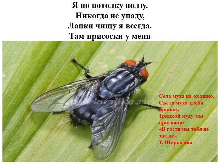 Презентация "Насекомые" для детей дошкольного возраста по Познавательному развитию