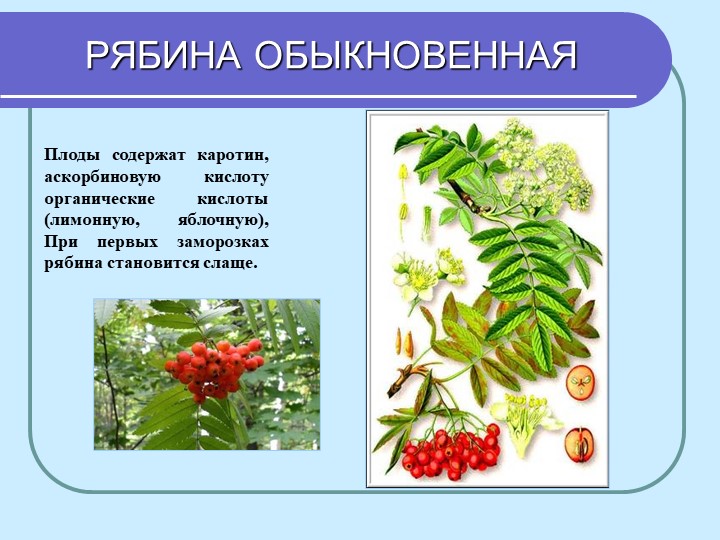 Перезентация по кружающему миру "Лекарственные растения мурманской области"