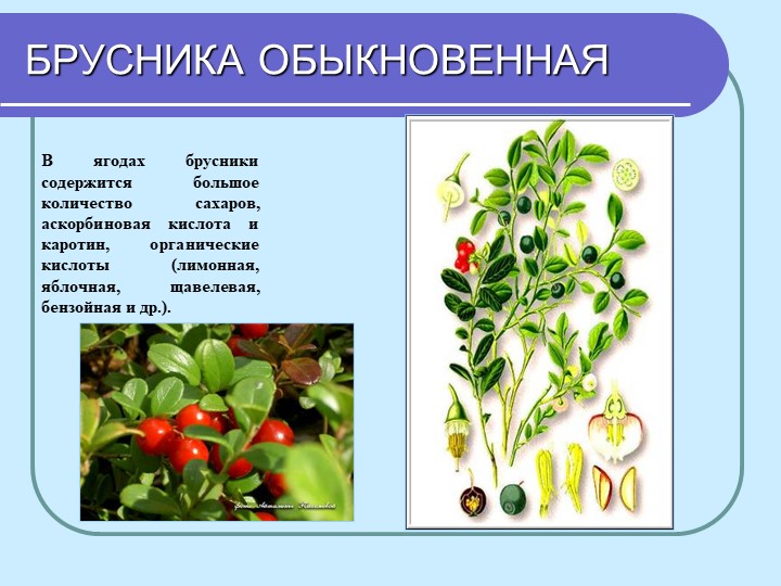 Перезентация по кружающему миру "Лекарственные растения мурманской области"