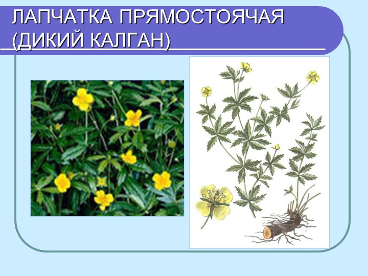 Перезентация по кружающему миру "Лекарственные растения мурманской области"
