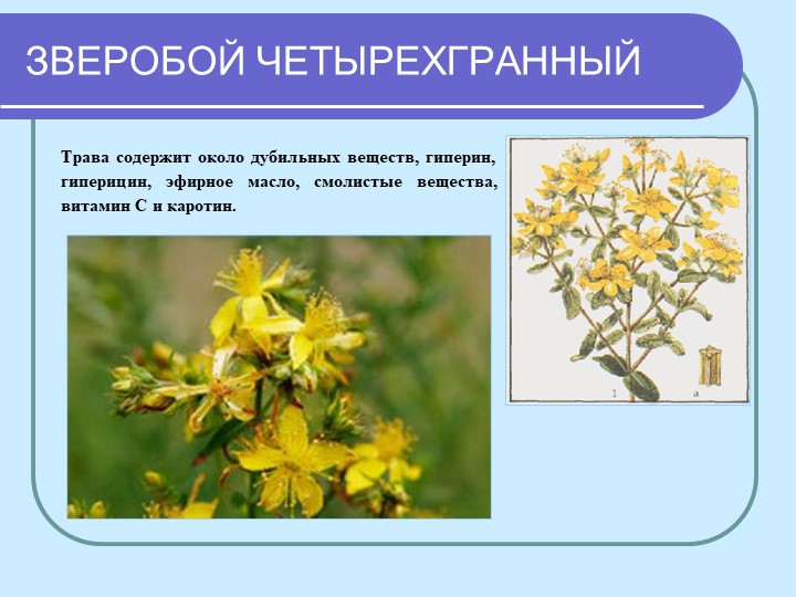 Перезентация по кружающему миру "Лекарственные растения мурманской области"