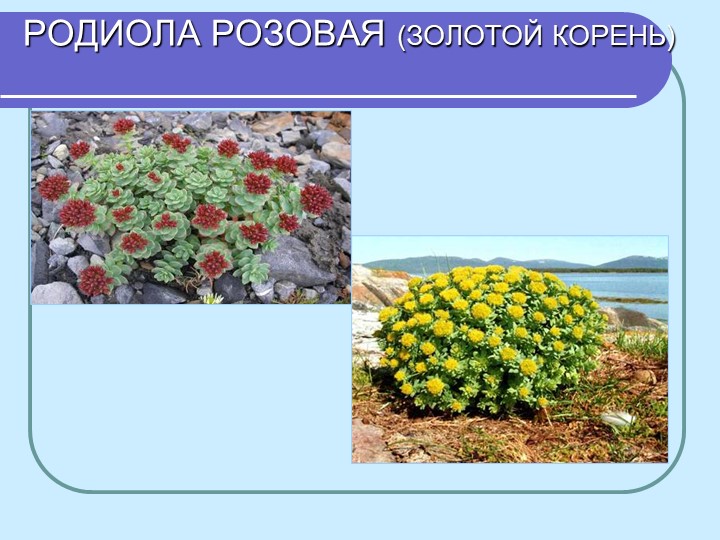 Перезентация по кружающему миру "Лекарственные растения мурманской области"