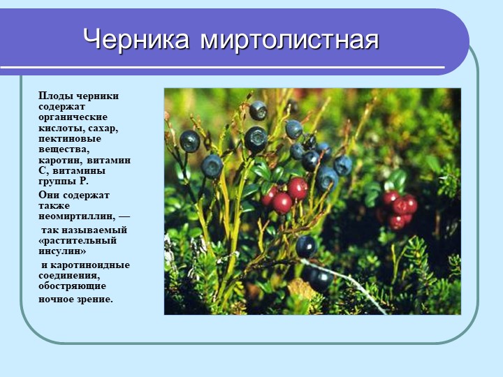 Перезентация по кружающему миру "Лекарственные растения мурманской области"