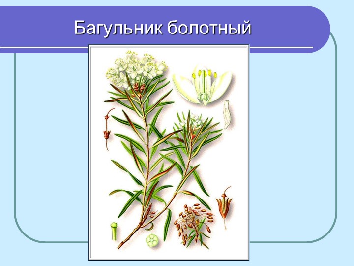 Перезентация по кружающему миру "Лекарственные растения мурманской области"