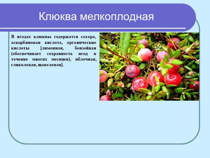 Перезентация по кружающему миру "Лекарственные растения мурманской области"