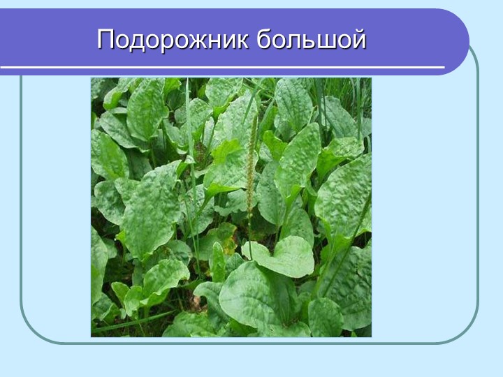 Перезентация по кружающему миру "Лекарственные растения мурманской области"