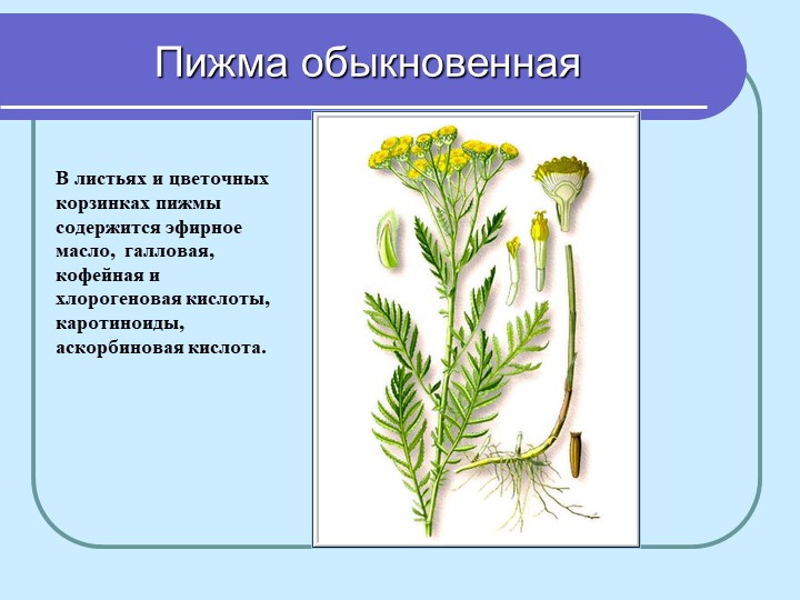 Перезентация по кружающему миру "Лекарственные растения мурманской области"