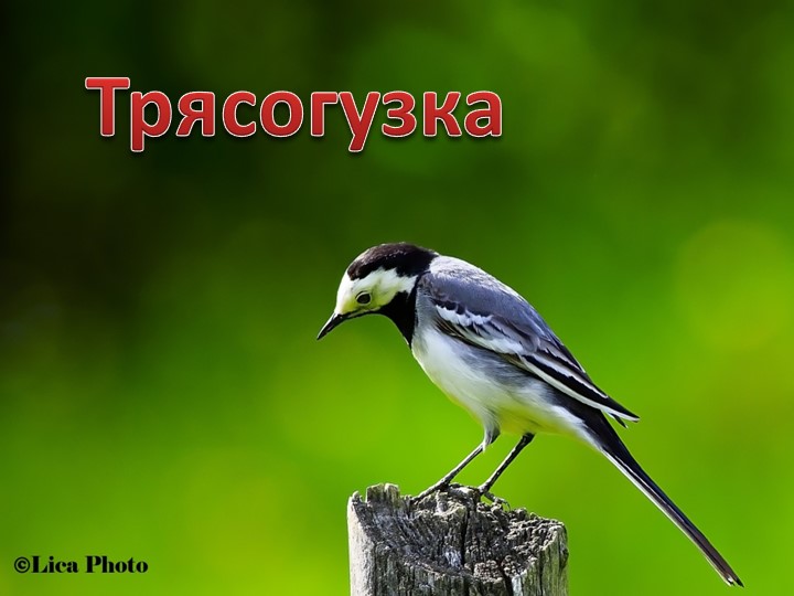 Презентация для литературной гостиной по творчеству поэта М. Шиханова " Сибирь, Сибирь, Земля отцов..."