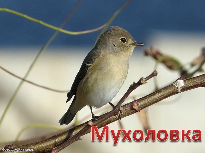 Презентация для литературной гостиной по творчеству поэта М. Шиханова " Сибирь, Сибирь, Земля отцов..."