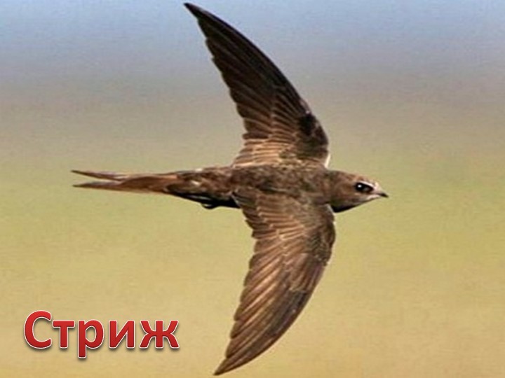 Презентация для литературной гостиной по творчеству поэта М. Шиханова " Сибирь, Сибирь, Земля отцов..."
