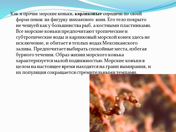 Презентация на тему "Обитатели подводного мира"