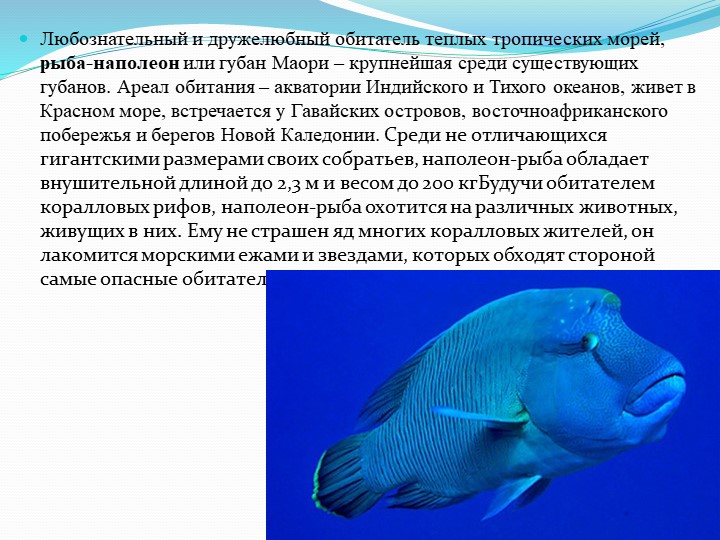 Презентация на тему "Обитатели подводного мира"