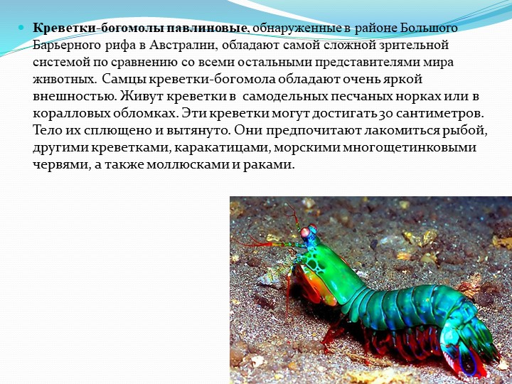 Презентация на тему "Обитатели подводного мира"