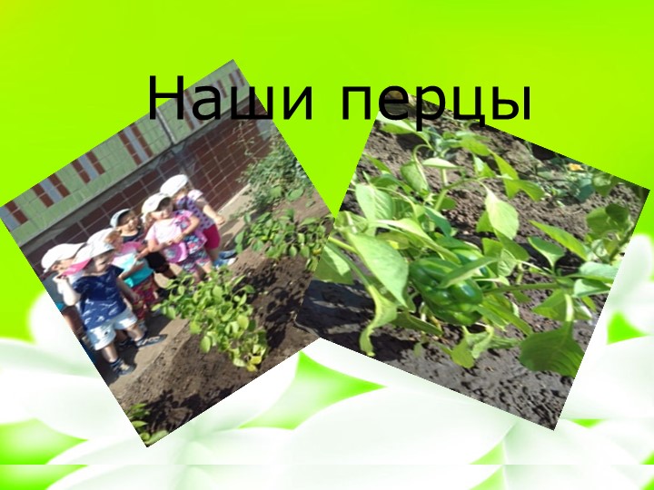 Презентация "Маленькие огородники". Трудовое воспитание.