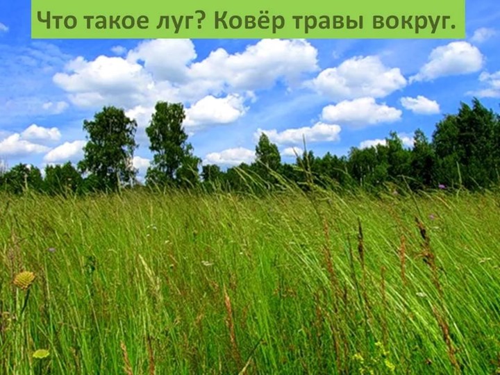 Леса и луга нашей Родины (по программе мы живем на Урале)