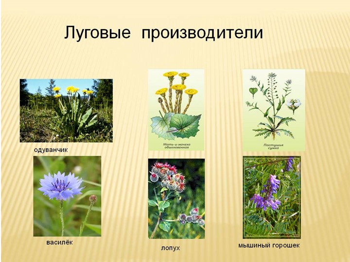 Леса и луга нашей Родины (по программе мы живем на Урале)