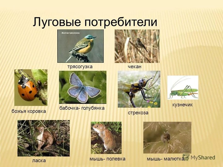 Леса и луга нашей Родины (по программе мы живем на Урале)