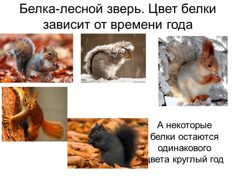 Презентация для старших дошкольников на тему "Белка обыкновенная"