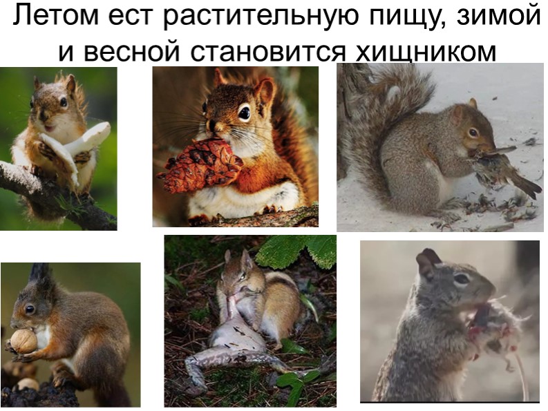 Презентация для старших дошкольников на тему "Белка обыкновенная"