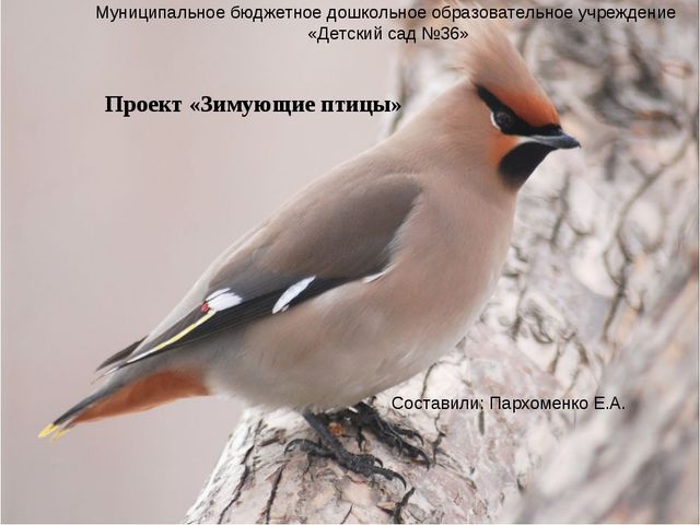 Презентация проекта подготовительная группа «Зимующие птицы»