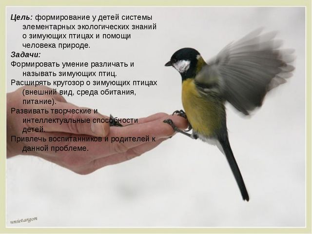 Презентация проекта подготовительная группа «Зимующие птицы»