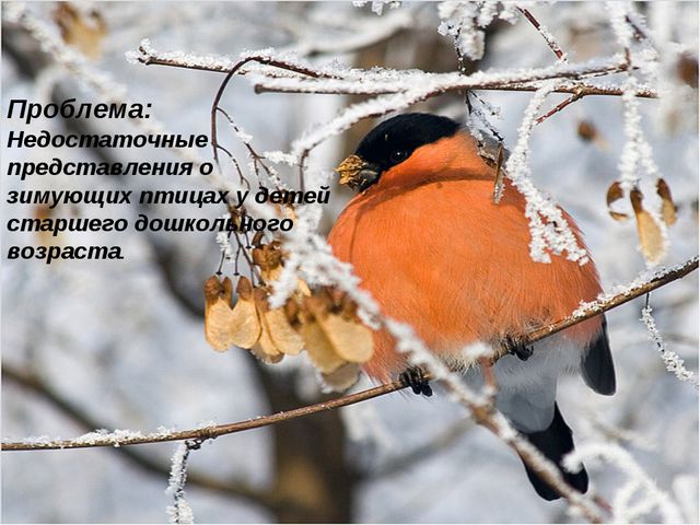 Презентация проекта подготовительная группа «Зимующие птицы»