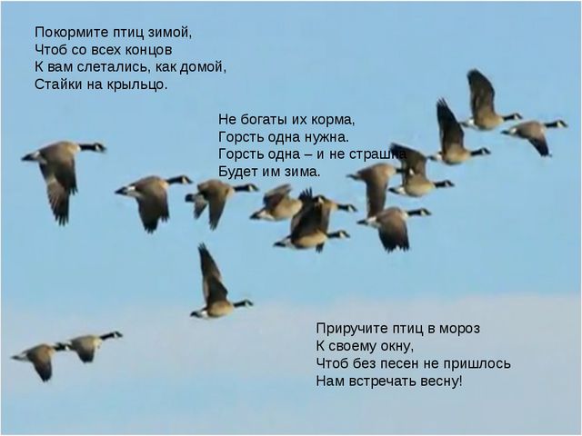 Презентация проекта подготовительная группа «Зимующие птицы»