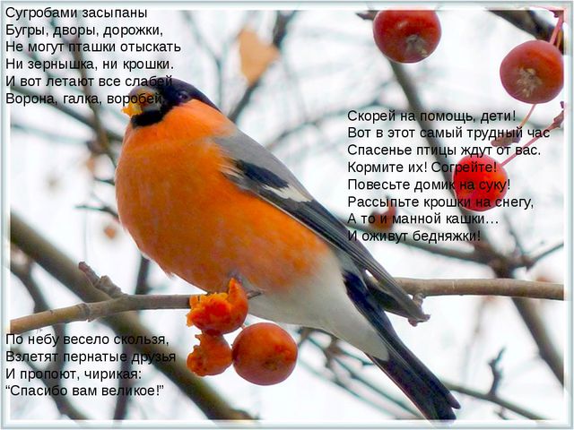Презентация проекта подготовительная группа «Зимующие птицы»