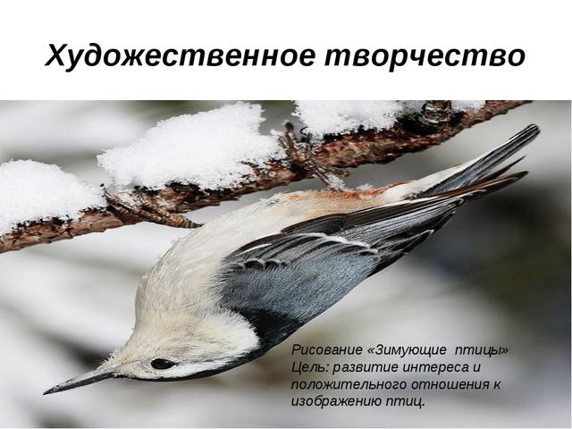 Презентация проекта подготовительная группа «Зимующие птицы»