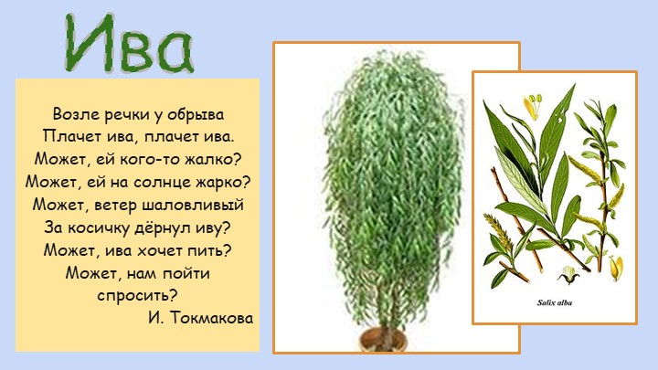 Презентация для воспитателей ДОУ "Деревья"