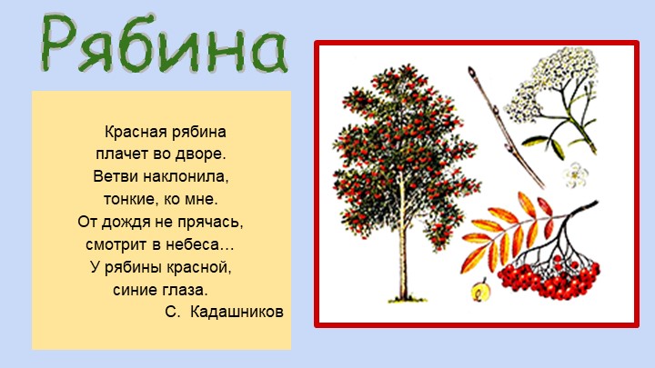 Презентация для воспитателей ДОУ "Деревья"