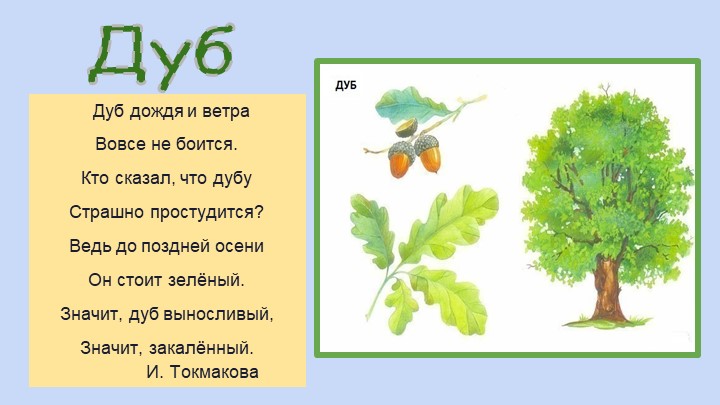 Презентация для воспитателей ДОУ "Деревья"