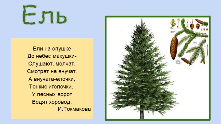 Презентация для воспитателей ДОУ "Деревья"
