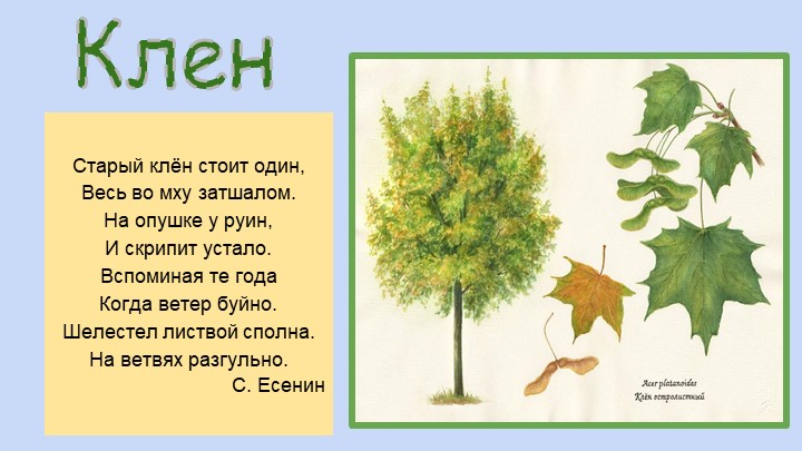 Презентация для воспитателей ДОУ "Деревья"