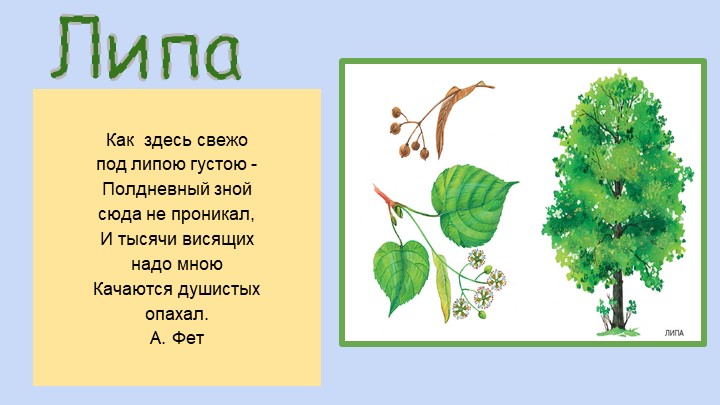 Презентация для воспитателей ДОУ "Деревья"