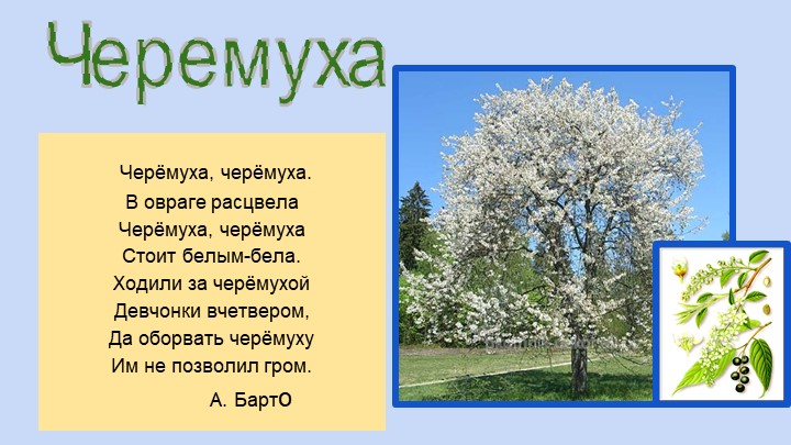 Презентация для воспитателей ДОУ "Деревья"