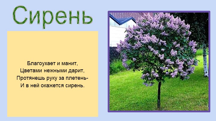 Презентация для воспитателей ДОУ "Деревья"